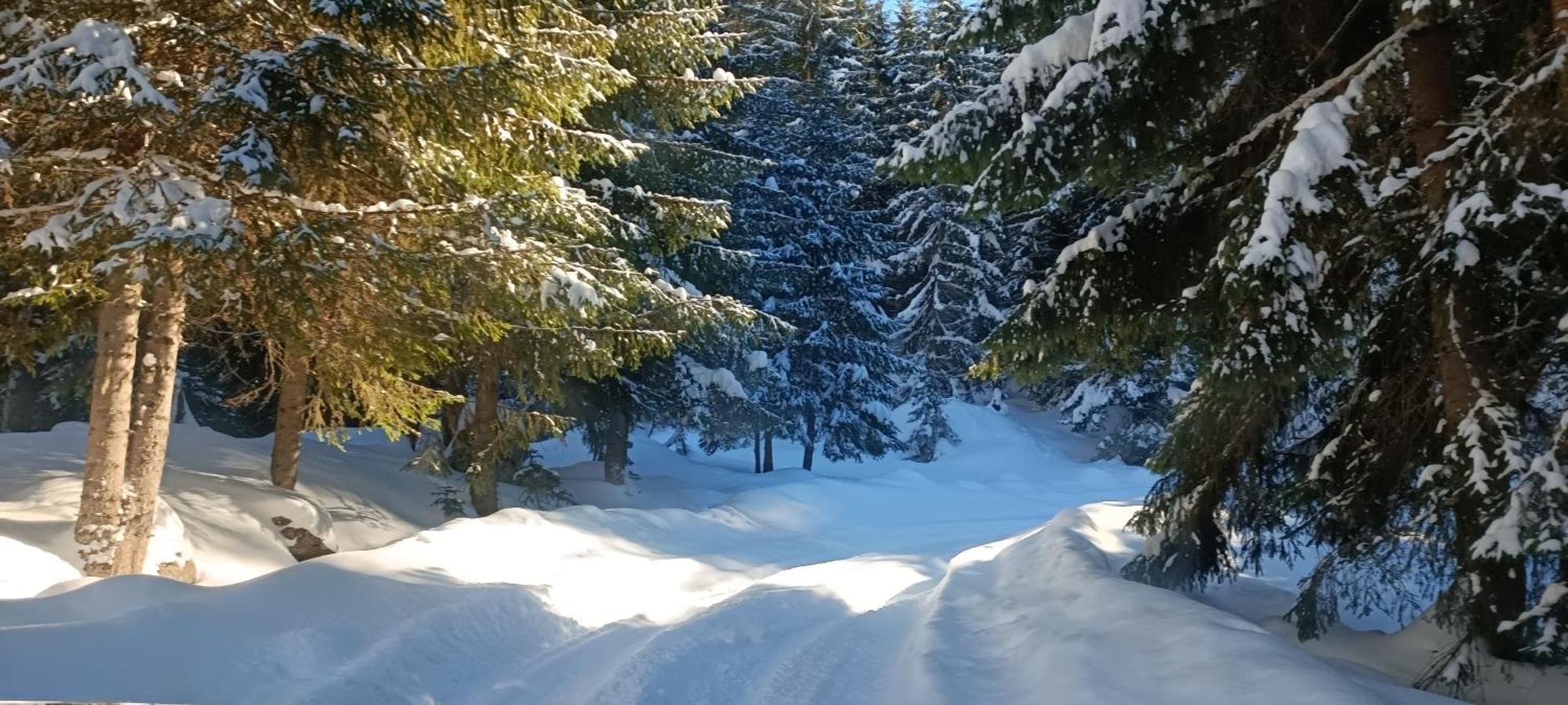 Pinetrees Lodge Плав Екстериор снимка